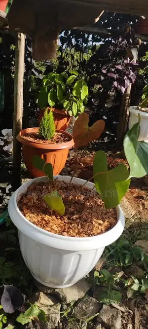 Brown Plastic Flower Pots,Lemon Cypress Pot