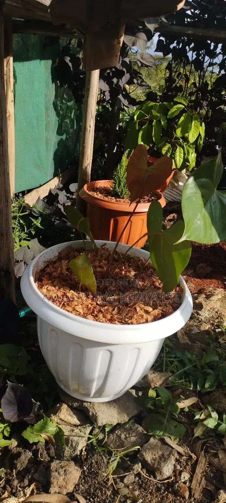 Anthurium Plants in a Flower Pot,Flower Pots