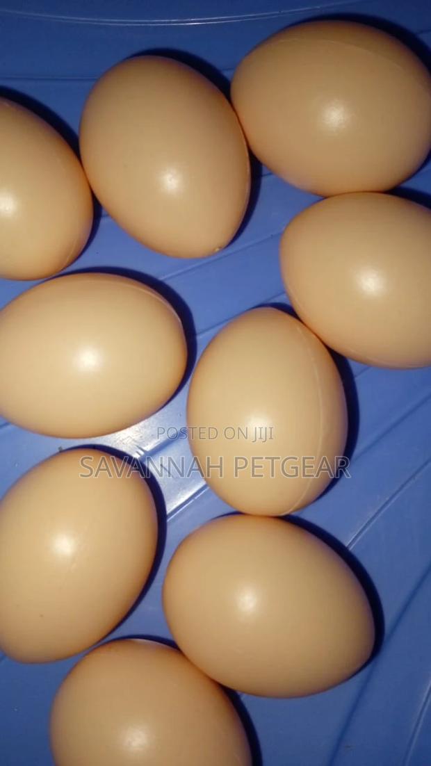 Rubber Dummy Eggs Farm for Laying Chicken Nesting -10pieces - thumbnail 3