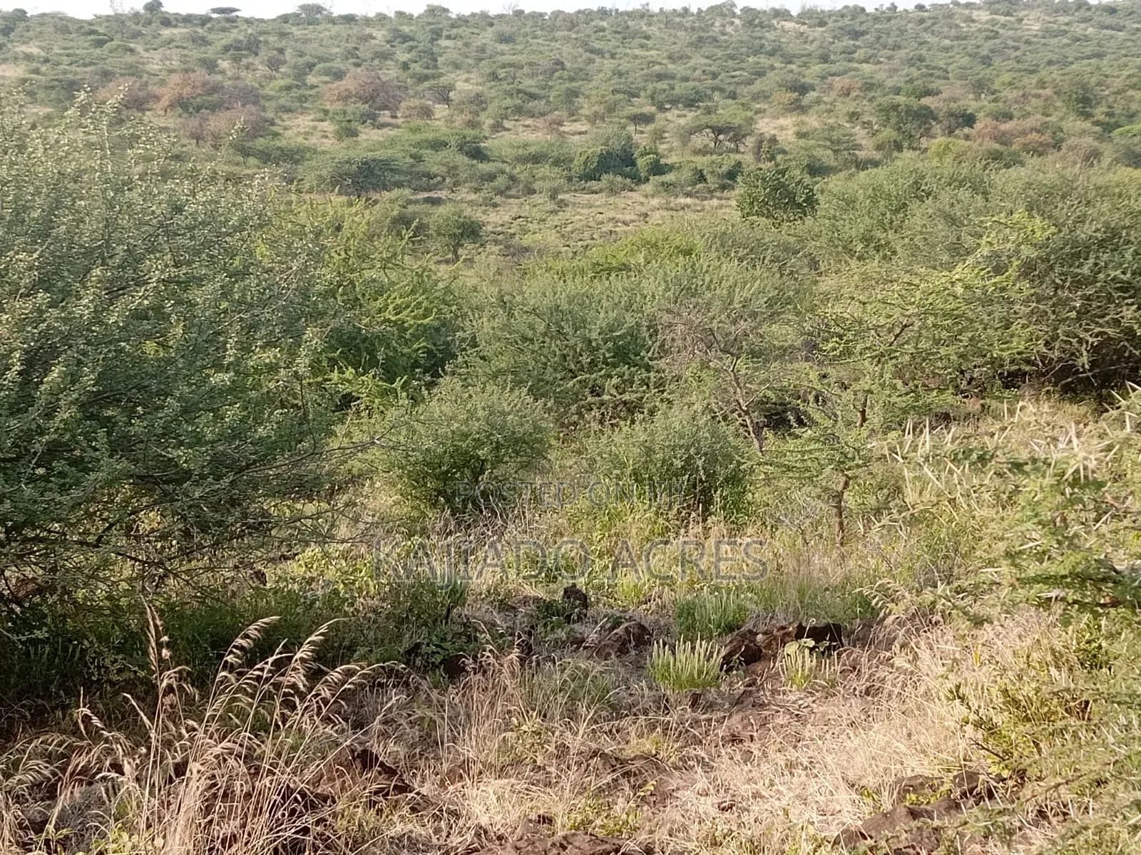 25 Acres Serashi Per Acre
