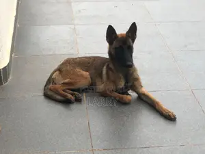 3-6 months Female Purebred Belgian Malinois