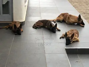 3-6 months Female Purebred Belgian Malinois