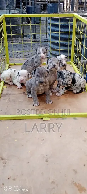 0-1 month Male Purebred Great Dane