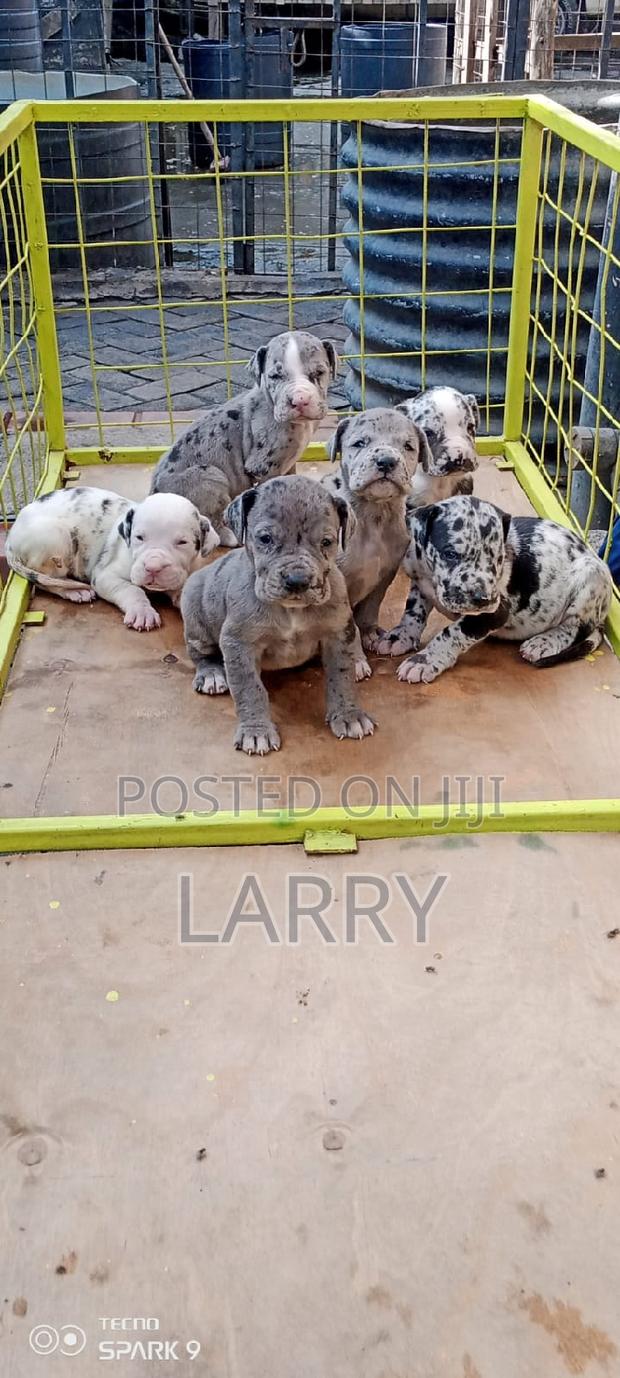 0-1 month Male Purebred Great Dane