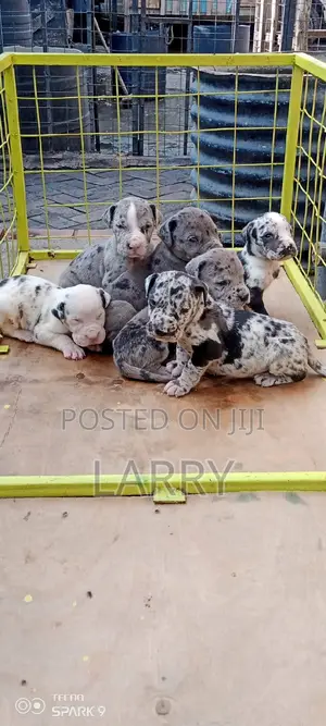 0-1 month Male Purebred Great Dane