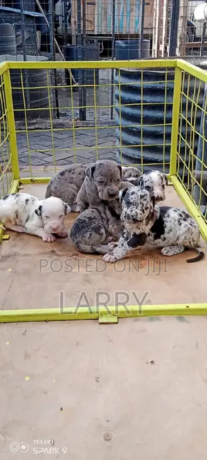 0-1 month Male Purebred Great Dane
