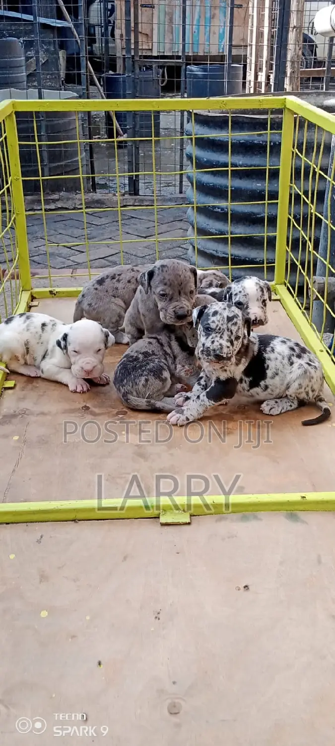 0-1 month Male Purebred Great Dane
