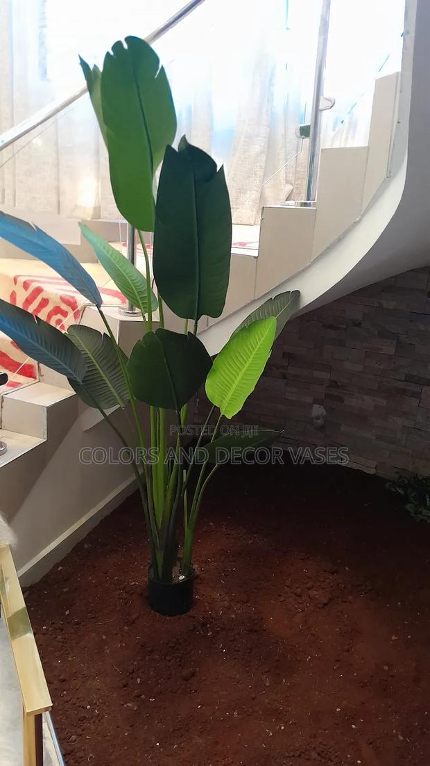 Banana Plant With Big Vase