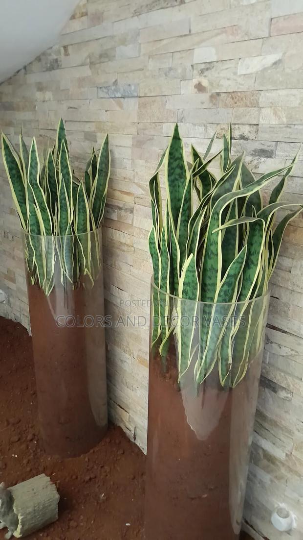 Snake Plants a Stick of 4 Leaves