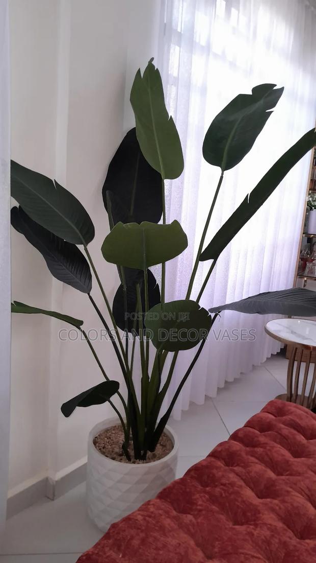 Banana Plant Without Vase 7leaves