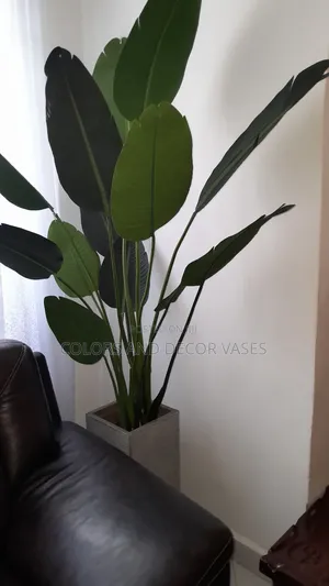 Banana 7leaves Available Without Vase 