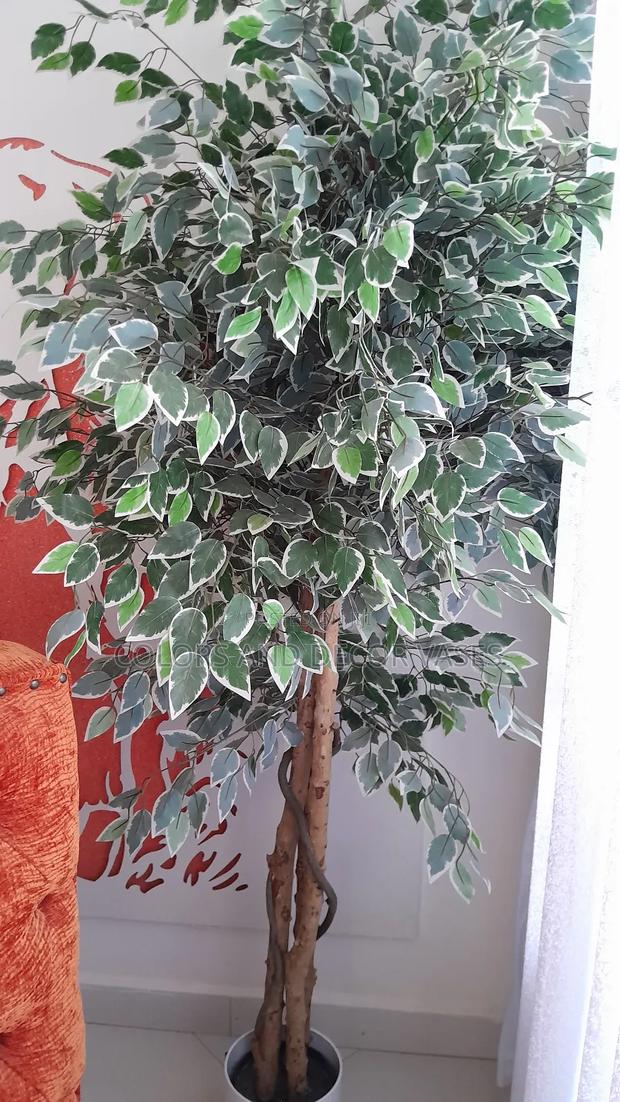 Unique and Beautiful Trees Available on Request - main view