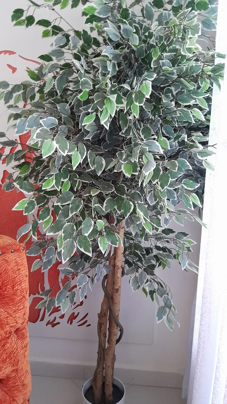 Unique and Beautiful Trees Available on Request
