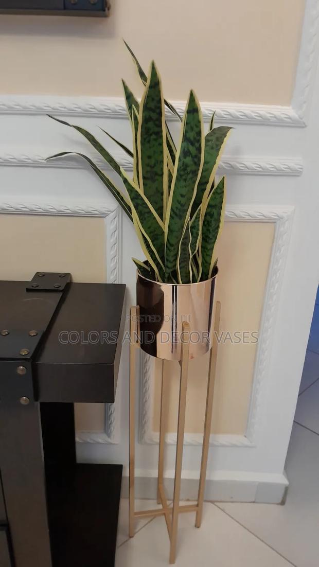 Snake Plants And Golden Vase