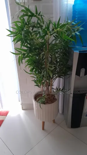 Bamboo Sticks With No Vase