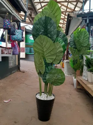 Big Green Plant for Outdoor Decor