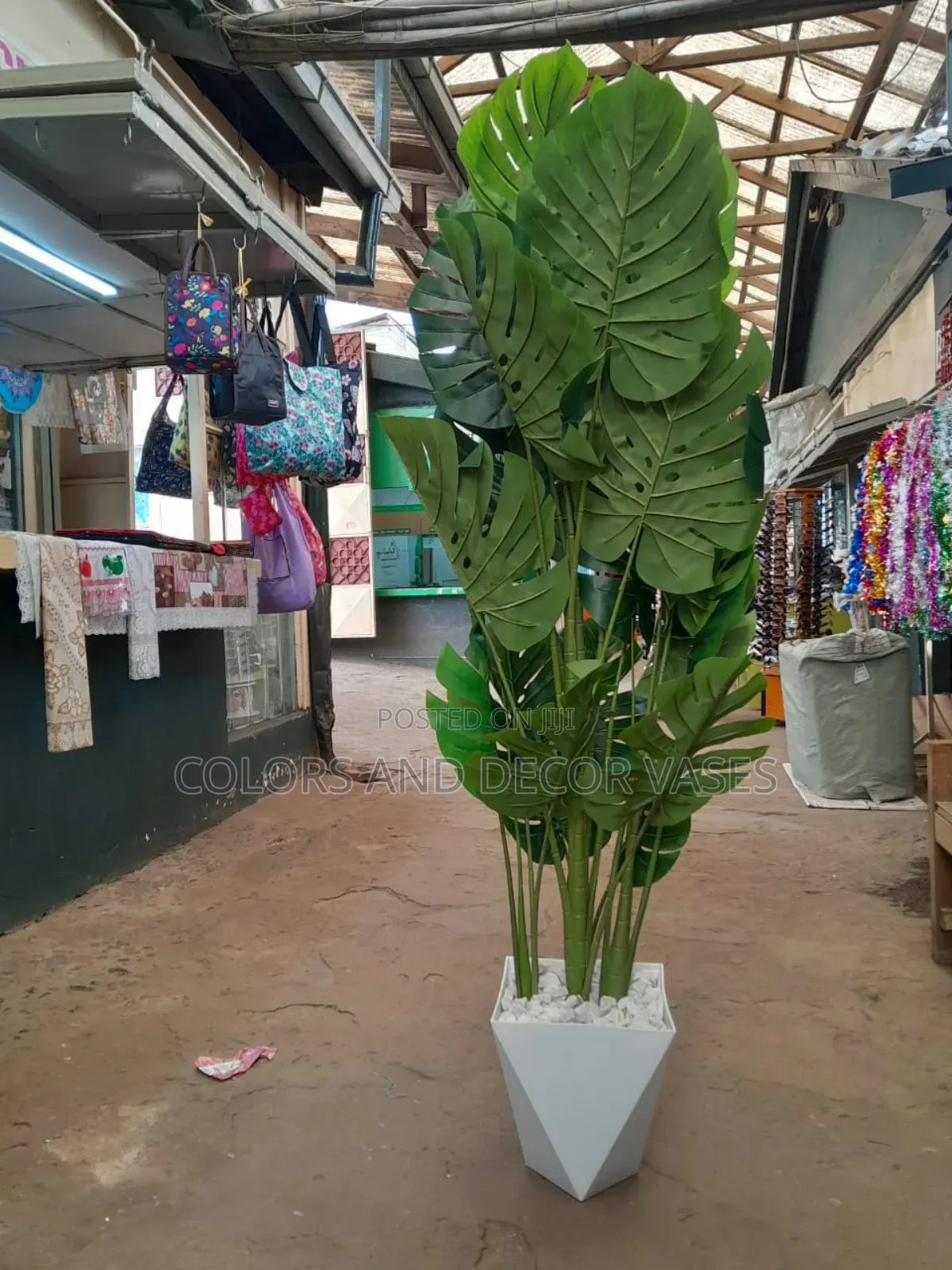 Big Monstera Plant KSH With Vase