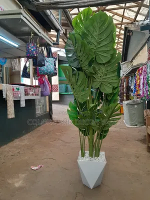 Big Monstera Plant KSH With Vase