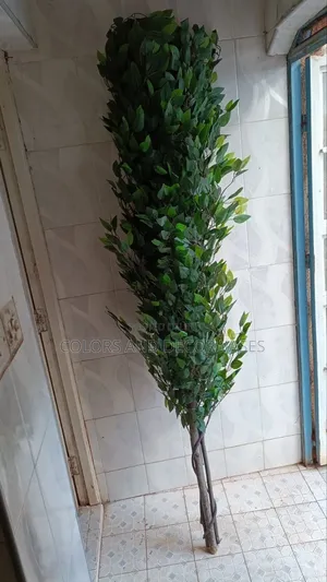 Ficus Olive Tree Home Decor Plant