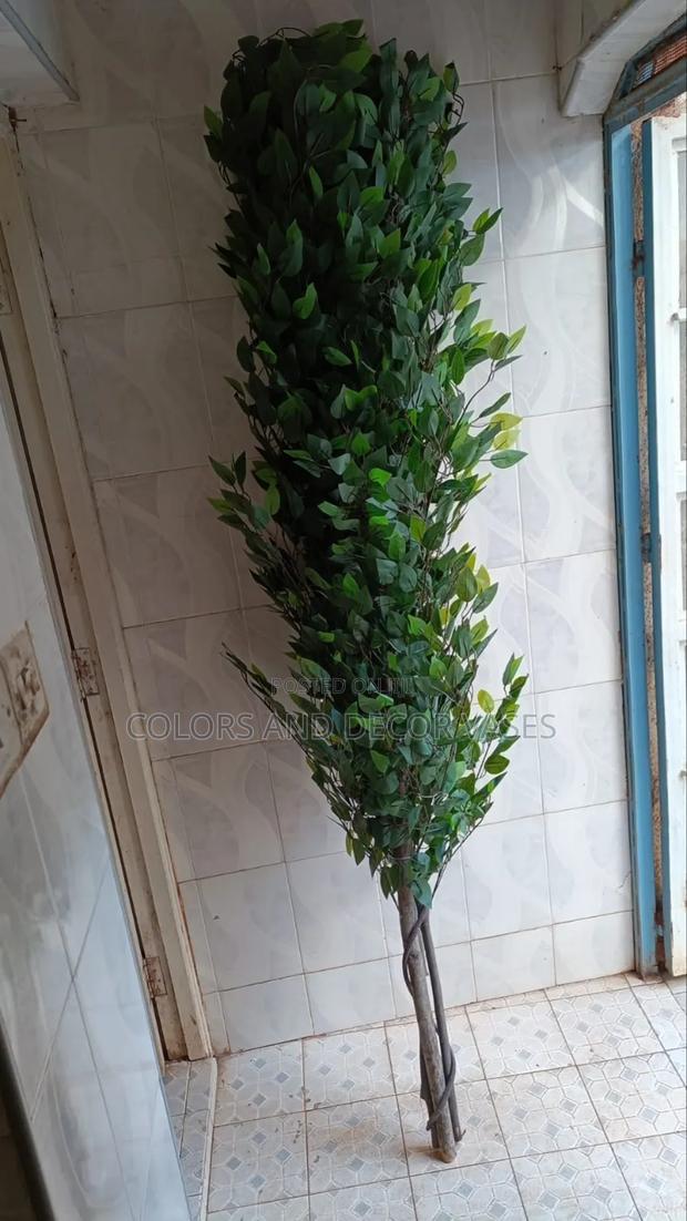 Ficus Olive Tree Home Decor Plant