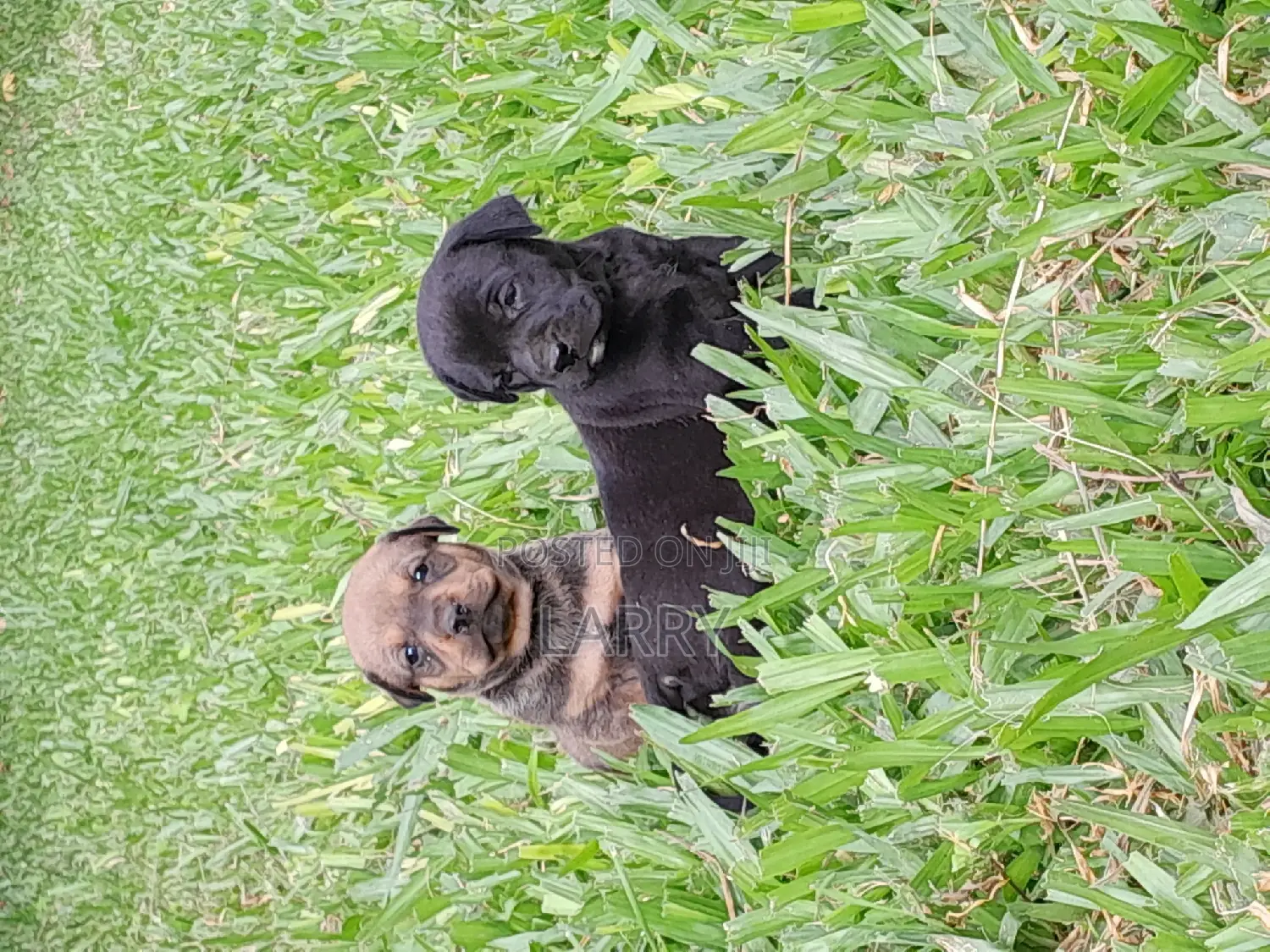 1-3 months Female Mixed Breed Boerboel