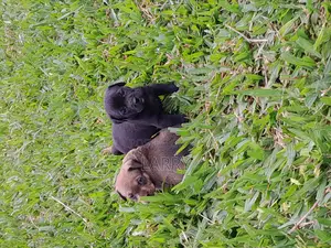 1-3 months Female Mixed Breed Boerboel