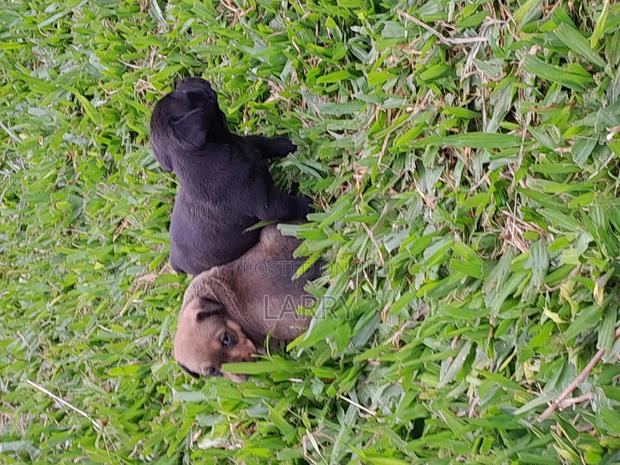 1-3 months Female Mixed Breed Boerboel - thumbnail 6