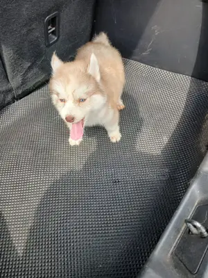 1-3 months Male Purebred Siberian Husky