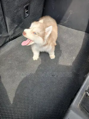 1-3 months Male Purebred Siberian Husky