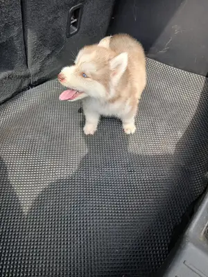 1-3 months Female Purebred Siberian Husky