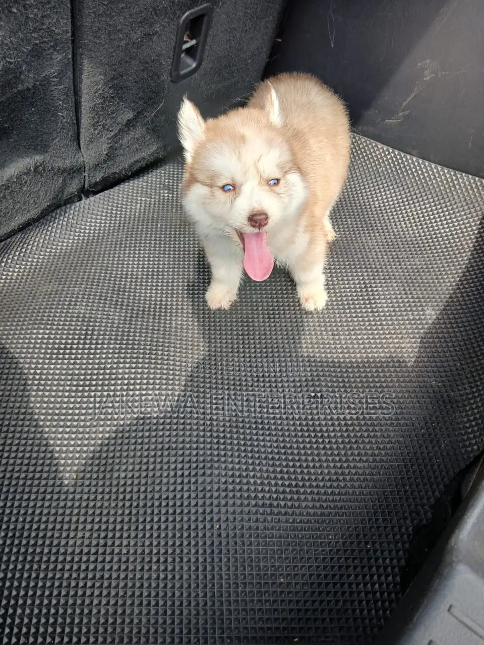 1-3 months Female Purebred Siberian Husky