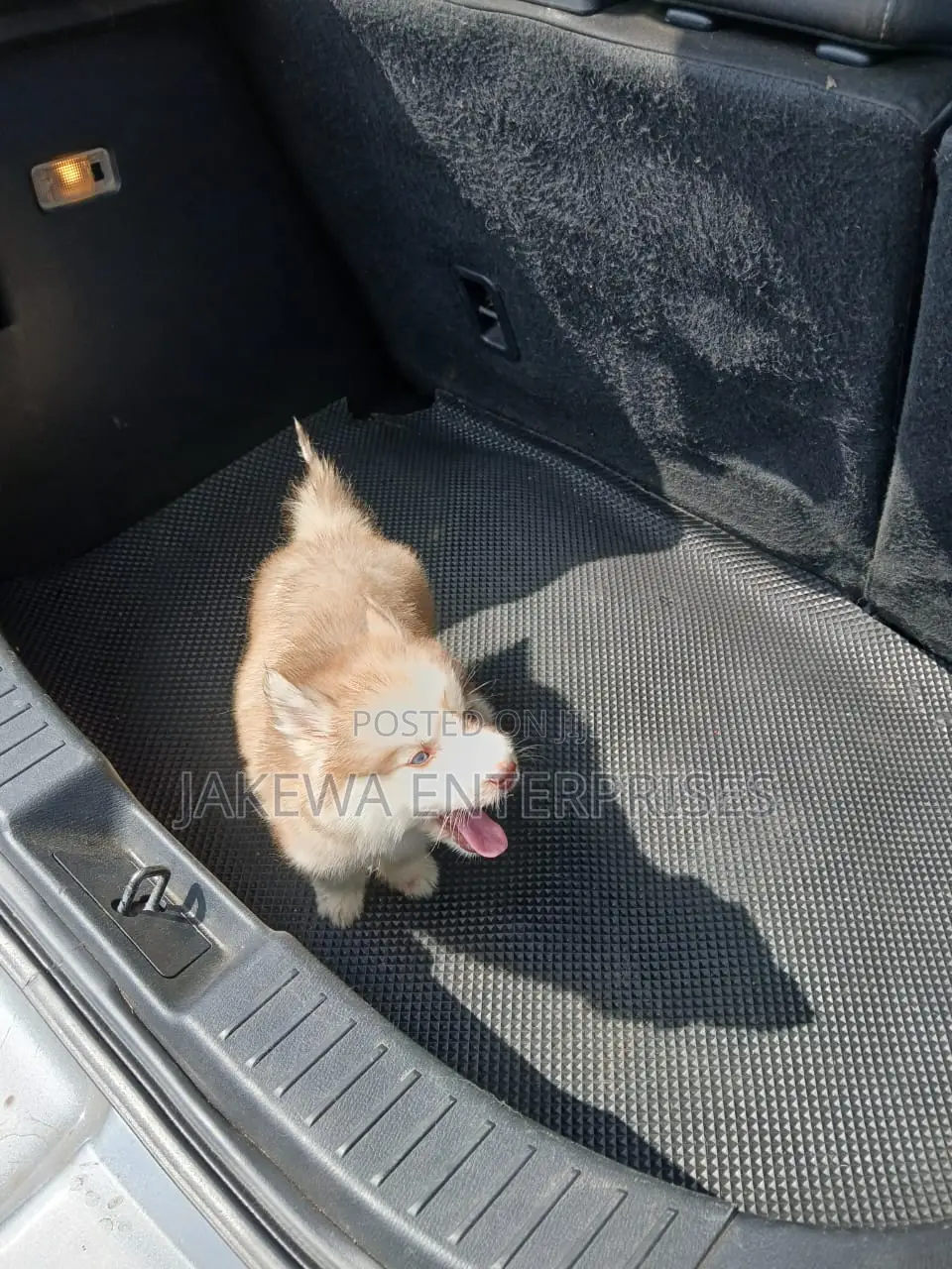 1-3 months Female Purebred Siberian Husky