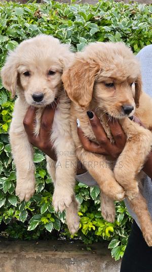 1-3 months Male Purebred Golden Retriever - thumbnail 2