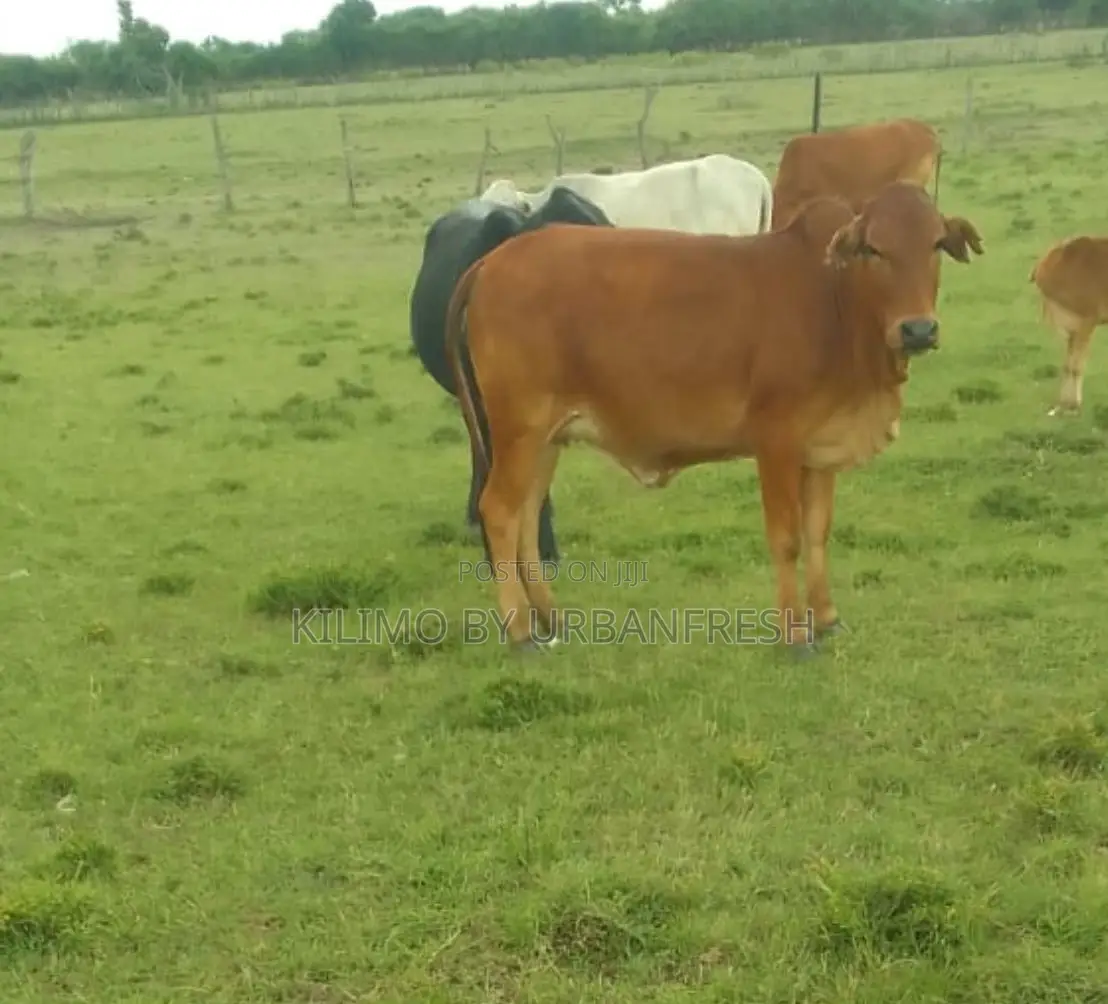 Sahiwal Heifer 1.5 Year Old