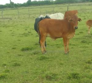 Sahiwal Heifer 1.5 Year Old - thumbnail 2