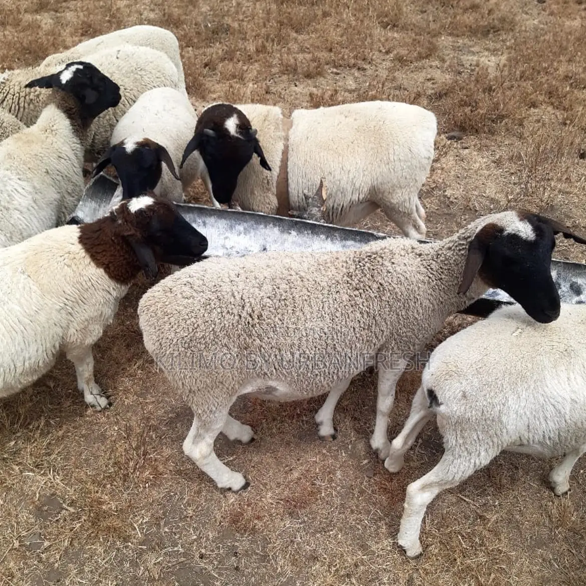 Dorper Sheep (Mature Ewes Served) 12-15 Months Old