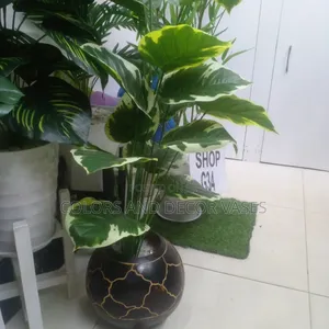 Calabash and Plant Long