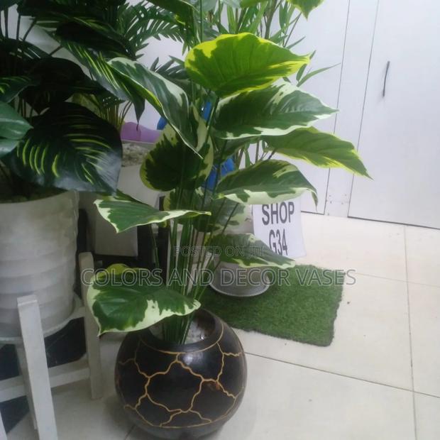 Calabash and Plant Long