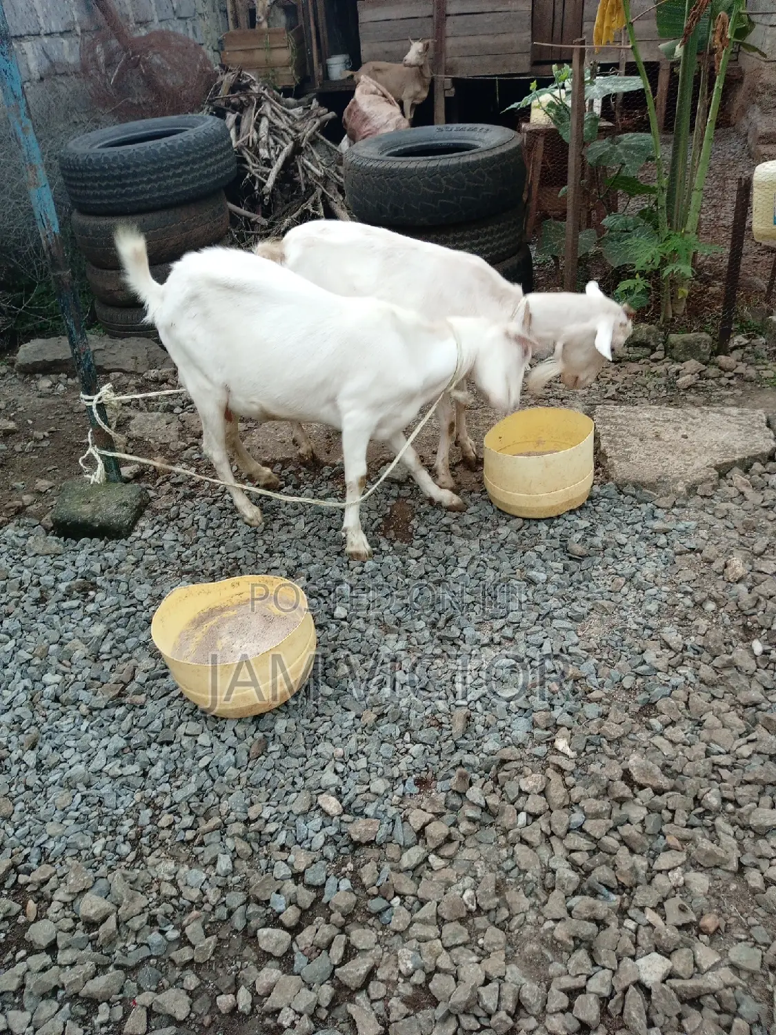 Pedigree Daily Goats