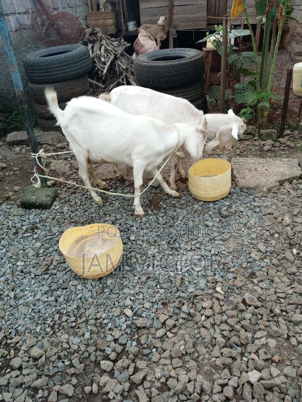 Pedigree Daily Goats - main view