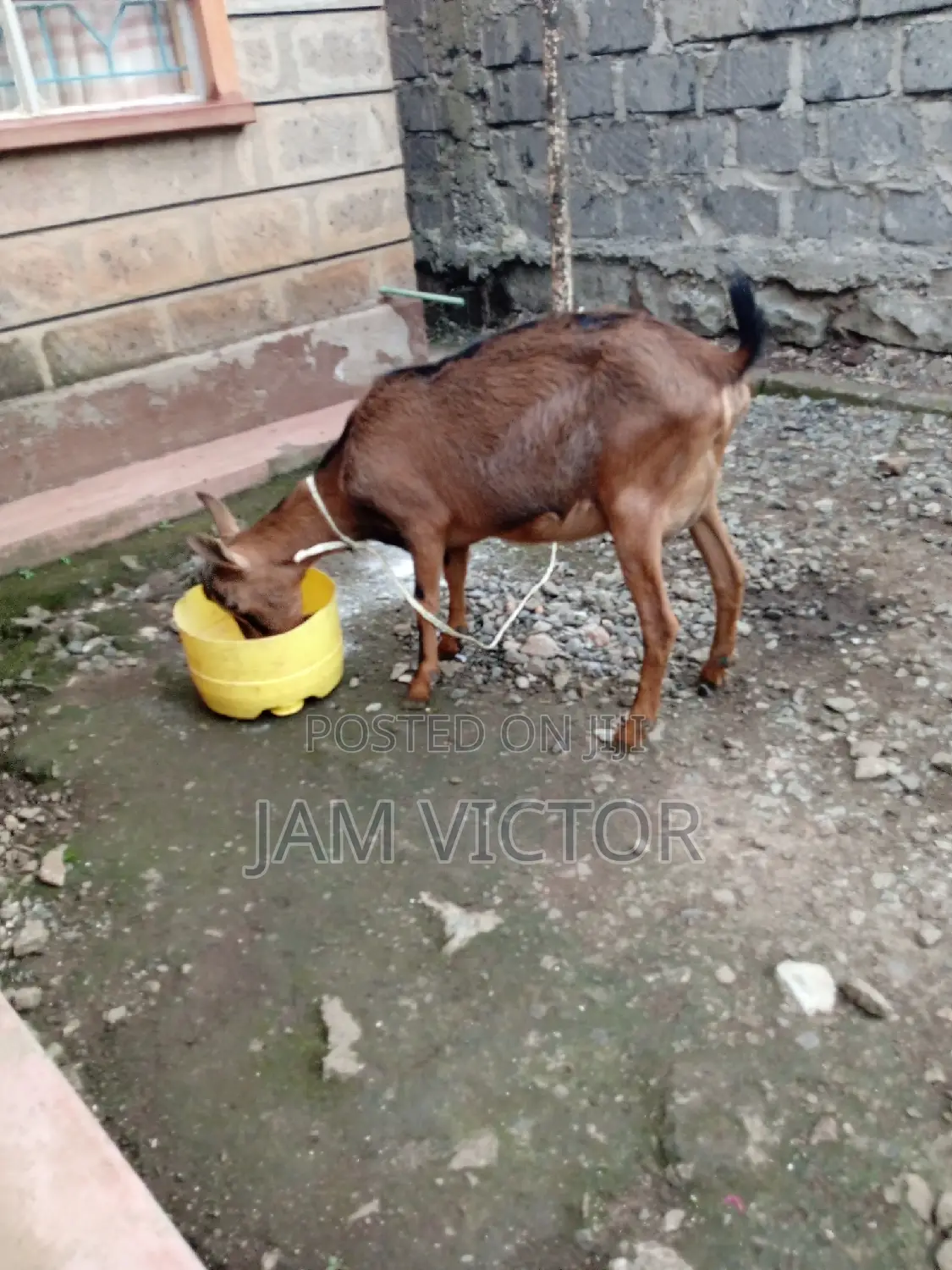 Pedigree Daily Goats