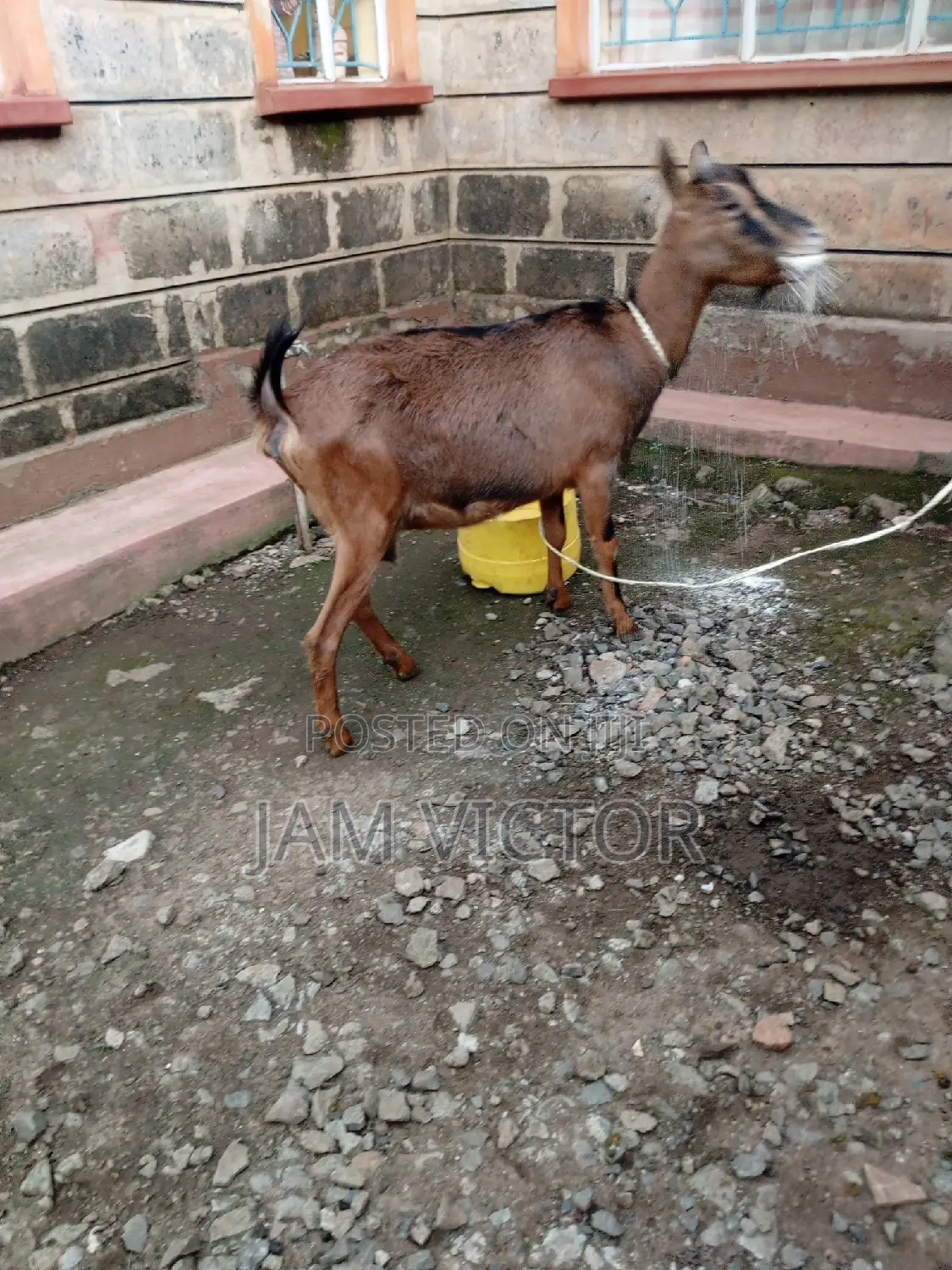 Pedigree Daily Goats
