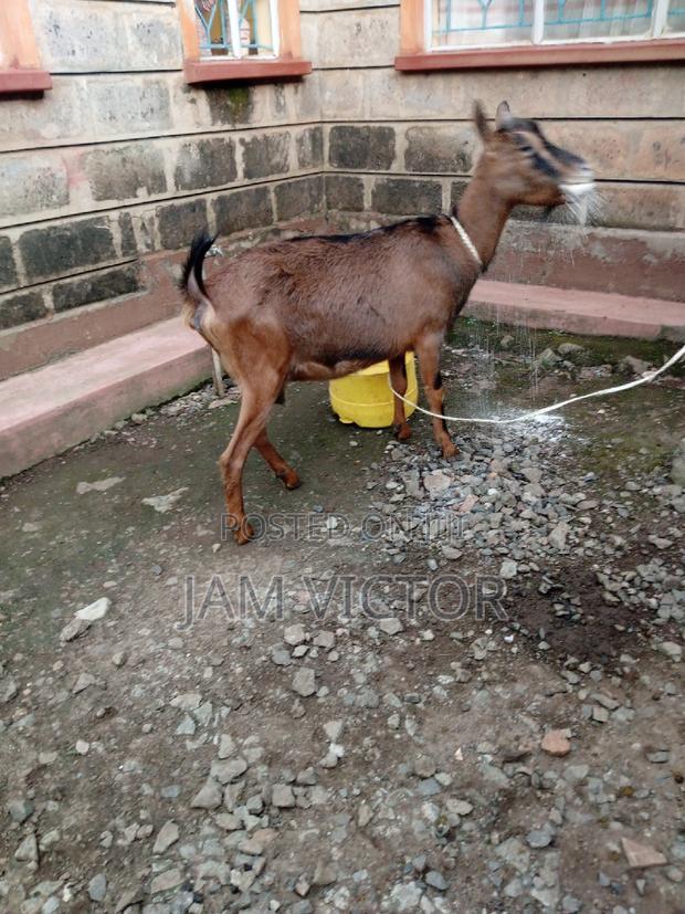 Pedigree Daily Goats - thumbnail 3