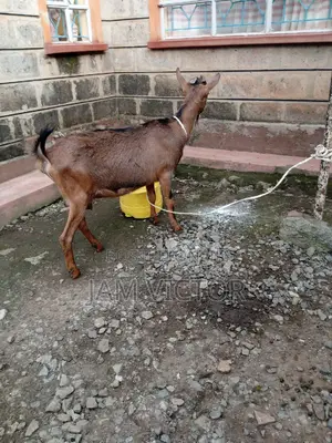 Pedigree Daily Goats