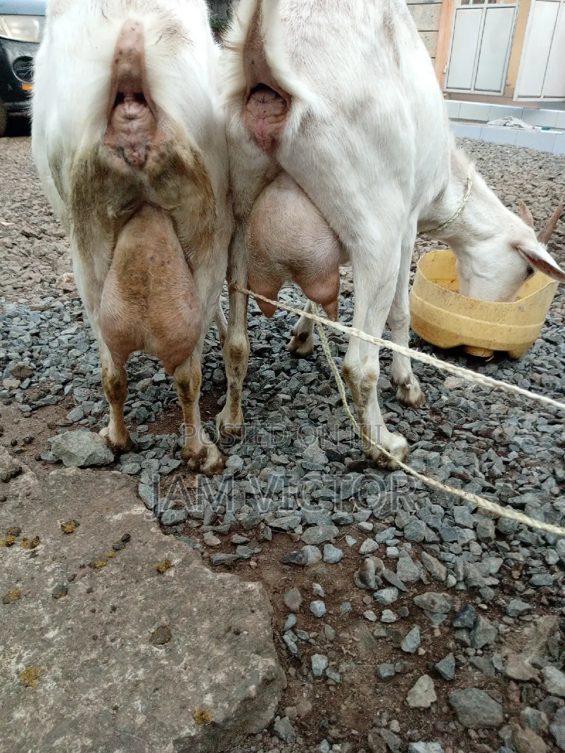 Pedigree Daily Goats