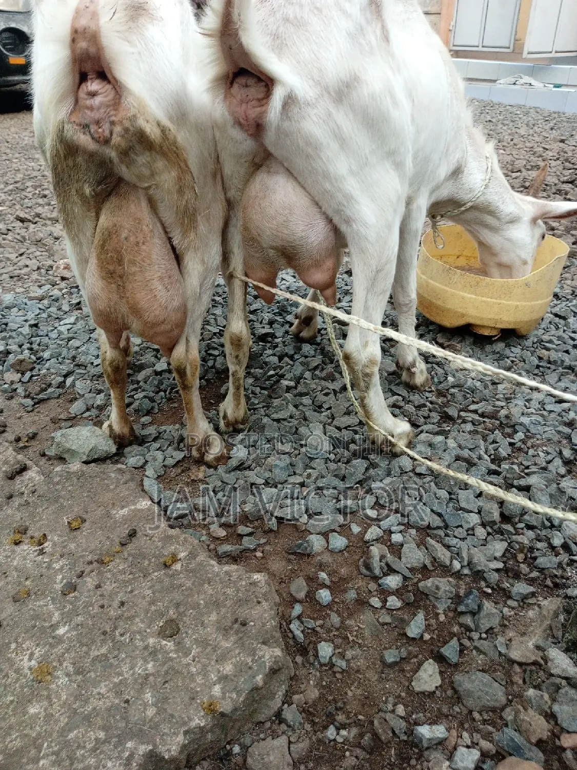 Pedigree Daily Goats