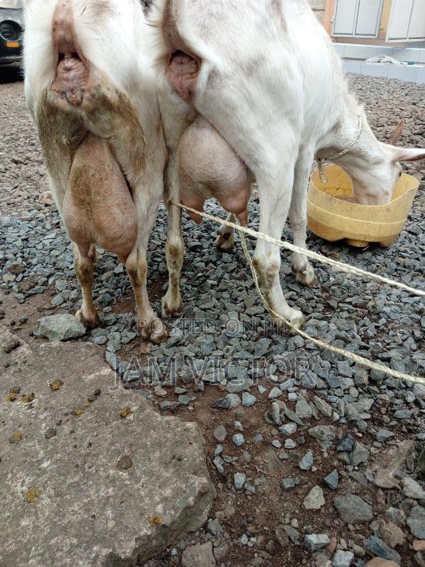 Pedigree Daily Goats - thumbnail 6