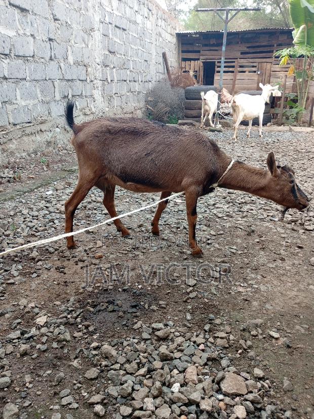 Pedigree Daily Goats - thumbnail 7