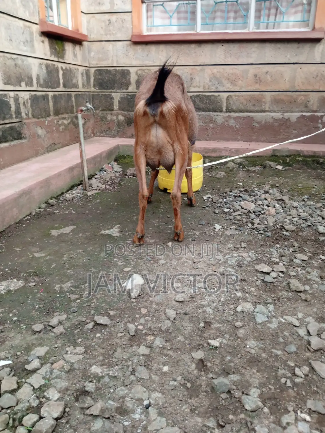 Pedigree Daily Goats
