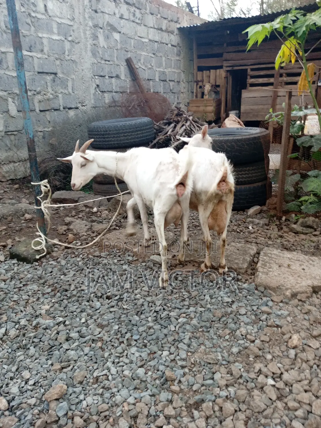 Pedigree Daily Goats